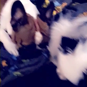 mogwai_kb #3749665