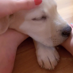Video by snowonshoes published on April 27,2023 03:13:00 - BestThots