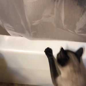 Video by yogafvcker16 published on May 3,2023 10:45:00 - BestThots