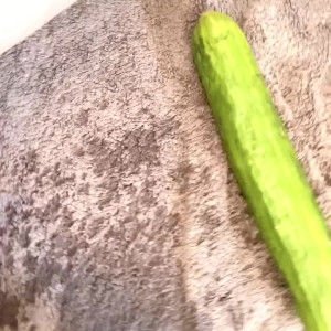 Video by kelseyxo published on August 16,2023 09:09:34 - BestThots