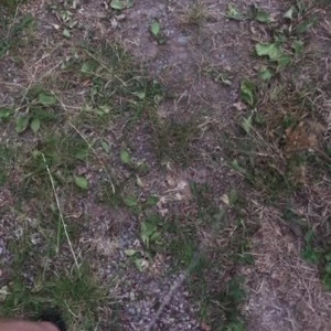 Video by cxrtonlyfans published on June 21,2023 01:32:00 - BestThots