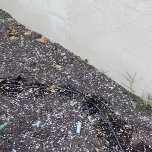 Video by perripiper published on June 29,2023 11:08:00 - BestThots