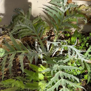 Video by perripiper published on May 4,2023 12:01:00 - BestThots