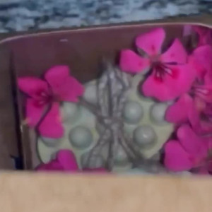 Video by kimberlychixxx published on June 17,2023 18:56:00 - BestThots