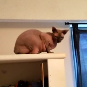Video by caelyx published on August 24,2023 13:45:32 - BestThots