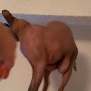 Video by caelyx published on March 8,2023 18:02:00 - BestThots