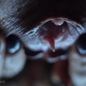 Video by monkeylina published on June 29,2023 09:39:00 - BestThots