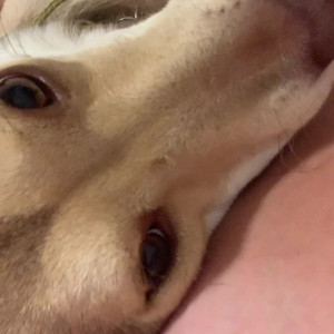 Video by layton_lust published on May 20,2023 02:12:00 - BestThots