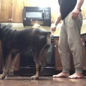willpounder #3578580