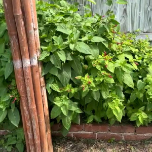 Video by kristikreamvip published on July 13,2023 04:00:00 - BestThots