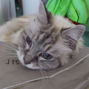 Video by xfaeryprincessx published on June 15,2023 11:33:00 - BestThots