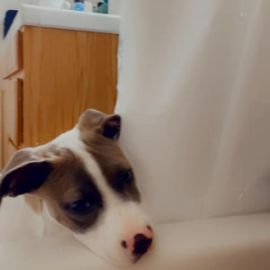 vanessa_veracruz #4377033