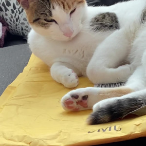 Video by jeanhollywood published on July 2,2023 07:33:00 - BestThots