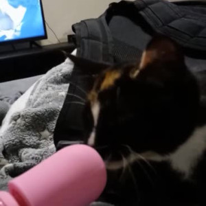Video by humpday_addams published on March 16,2023 10:19:00 - BestThots