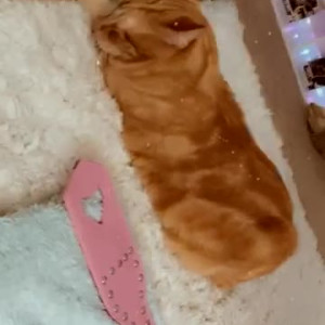Video by starrleaf published on August 25,2023 08:56:08 - BestThots