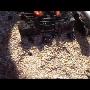 Video by bruno_dickemz published on August 25,2023 10:47:41 - BestThots
