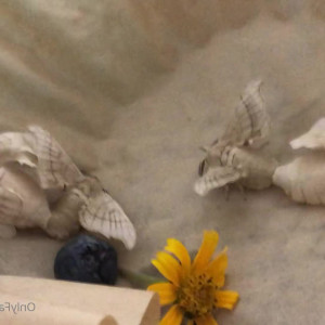 Video by maihero published on May 2,2023 11:18:00 - BestThots