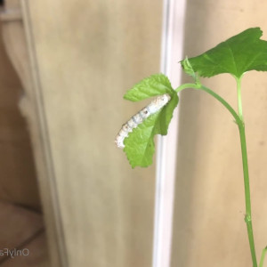 Video by maihero published on July 22,2023 20:00:00 - BestThots