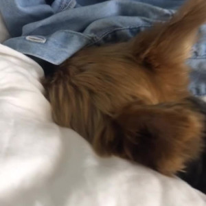 Video by maihero published on July 17,2023 09:05:00 - BestThots