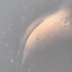 Video by sophiethebodyvip published on May 13,2023 06:27:00 - BestThots