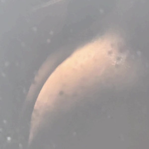 Video by sophiethebodyvip published on May 17,2023 02:52:00 - BestThots