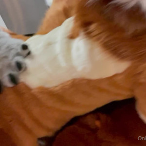 angel_pups #3604165