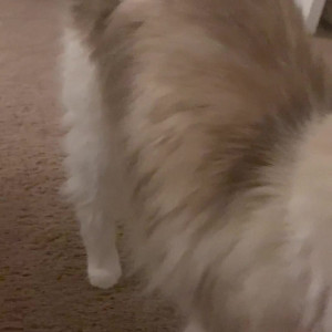 Video by daisiegirl published on March 8,2023 02:51:00 - BestThots