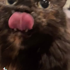 Video by savyarose published on August 1,2023 00:59:00 - BestThots