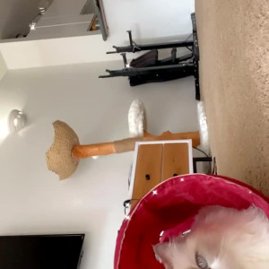 Video by lunaqueen published on March 15,2023 07:48:00 - BestThots