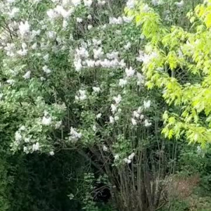 Video by saffronbacchus published on August 25,2023 19:26:50 - BestThots