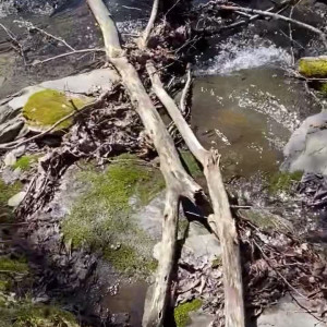 Video by saffronbacchus published on August 17,2023 02:30:00 - BestThots