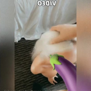 Video by lacieheartvip published on August 1,2023 14:33:00 - BestThots
