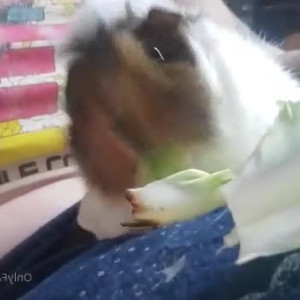 Video by stickymickey published on April 16,2023 07:31:00 - BestThots