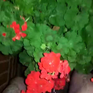 Video by mistresslaura11 published on June 28,2023 06:58:00 - BestThots