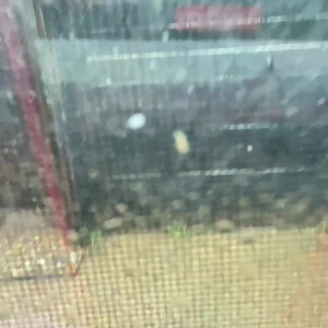 Video by mamafiona1 published on April 25,2023 14:29:00 - BestThots