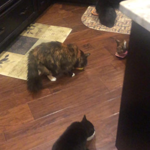 Video by savanahroses published on July 17,2023 09:34:00 - BestThots