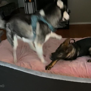 Video by cybersofty published on July 16,2023 13:43:00 - BestThots