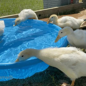 Video by emmastarseed published on March 21,2023 06:50:00 - BestThots