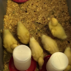 Video by emmastarseed published on March 13,2023 10:58:00 - BestThots