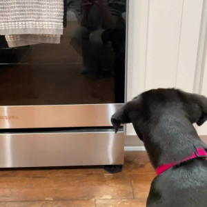Video by celesteschmeckle published on August 26,2023 09:25:11 - BestThots