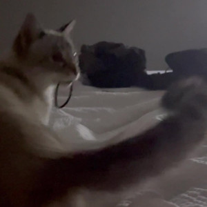 Video by undersiegexo published on August 8,2023 11:23:00 - BestThots
