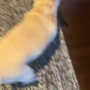 Video by undersiegexo published on March 5,2023 10:51:00 - BestThots