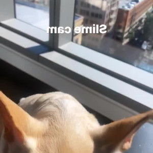 Video by undersiegexo published on June 13,2023 07:52:00 - BestThots