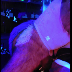 fennecoverlord #4653118