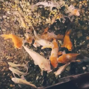 Video by chelxie published on July 24,2023 22:44:00 - BestThots