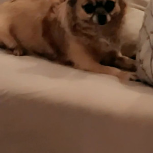 chelxie #3911100