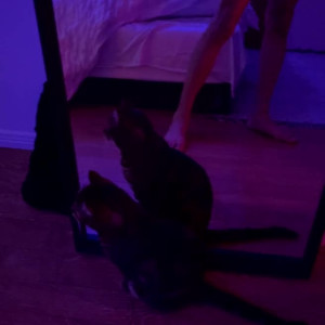 Video by cutieboy691 published on April 24,2023 20:46:00 - BestThots