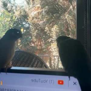 aussielanding #5564172
