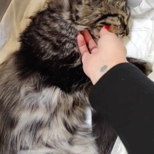 Video by meimoecosplay published on May 30,2023 00:10:00 - BestThots