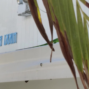 annabellerogersfree #4746005